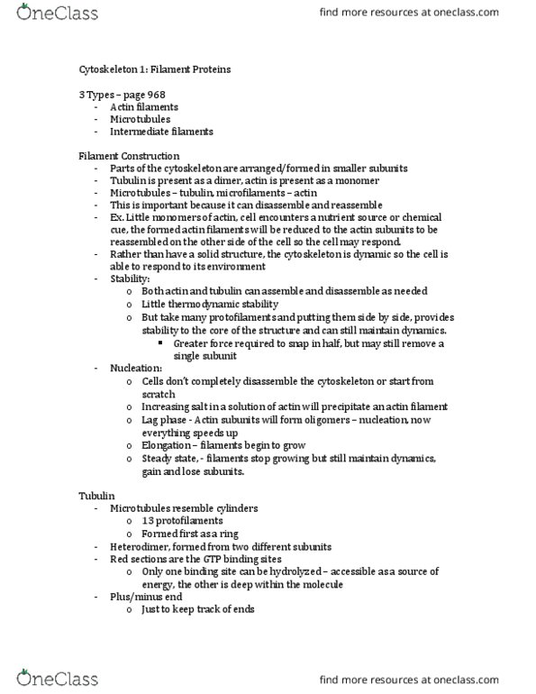 BIO 3153 Lecture Notes - Lecture 4: Intermediate Filament, Tubulin, Treadmilling thumbnail