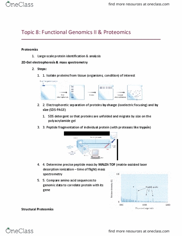 BPS 3101 Lecture Notes - Lecture 8: Polyacrylamide Gel Electrophoresis, Leucine Zipper, Dna-Binding Domain thumbnail