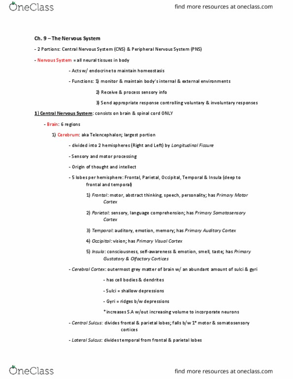 ANAT 101 Lecture Notes - Lecture 26: Central Nervous System, Medulla Oblongata, Intervertebral Foramina thumbnail