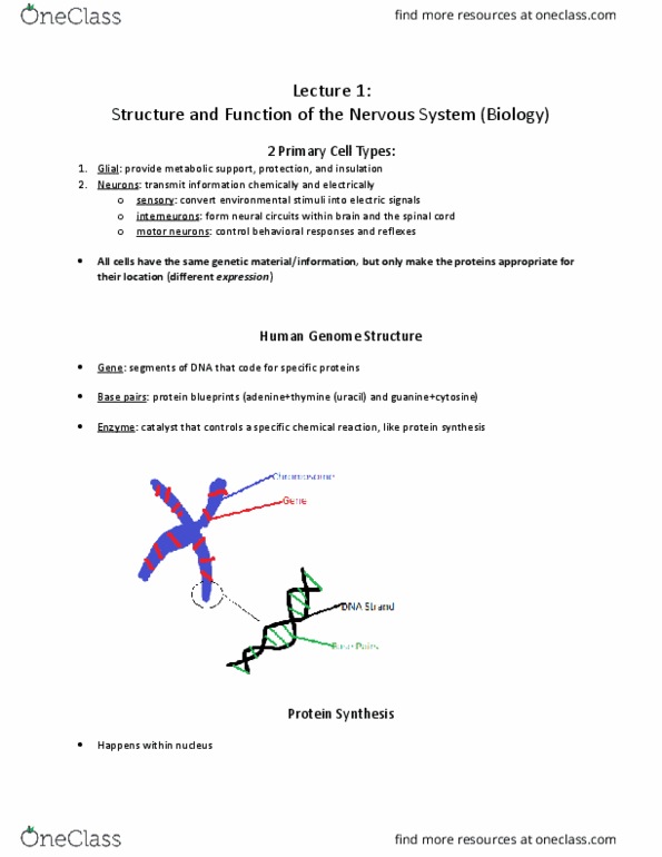 PSY 347 Lecture Notes - Lecture 1: Neuroglia, Neuropeptide, Epigenetics thumbnail