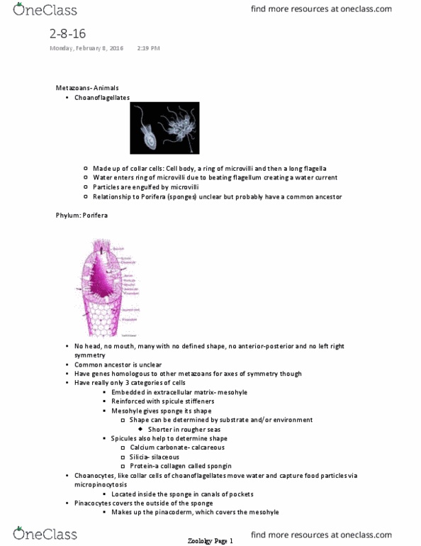 BIOL 371 Lecture Notes - Lecture 5: Pinacoderm, Choanocyte, Spongin thumbnail