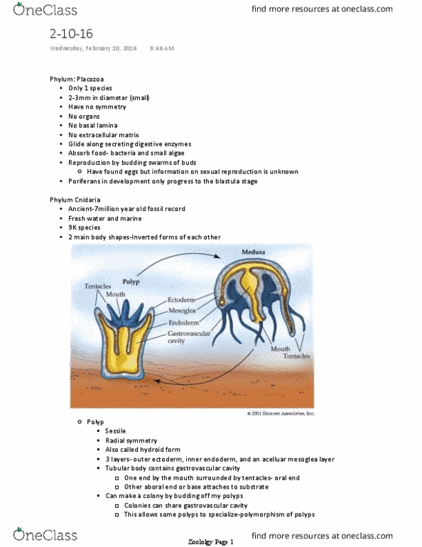 BIOL 371 Lecture Notes - Lecture 6: Gastrovascular Cavity, Basal Lamina, Blastula thumbnail