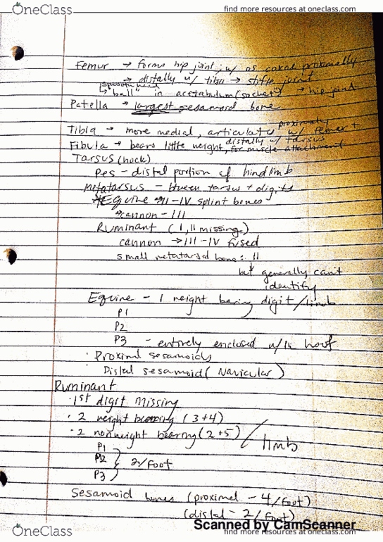 ANEQ 105 Lecture 2: Skeletal System thumbnail