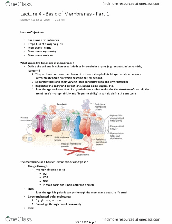 NROS 307 Lecture Notes - Lecture 4: Lipid Bilayer, Membrane Fluidity, Phospholipid thumbnail