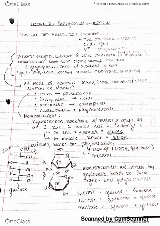 BSCI-1510 Lecture 3: Biological Macromolecules thumbnail