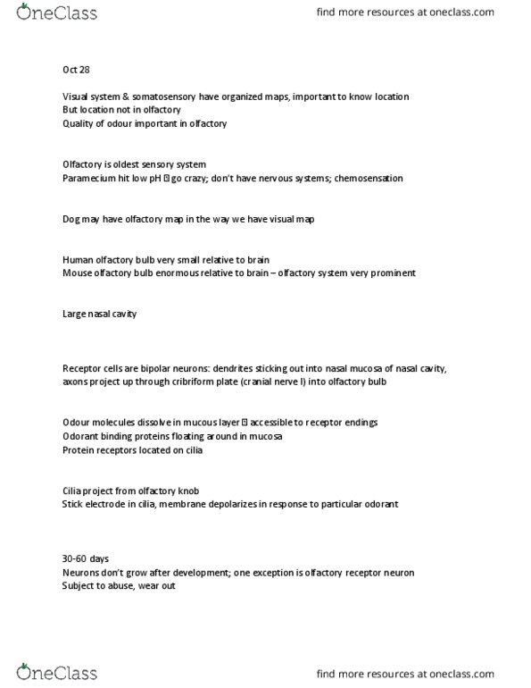 ANAT 321 Lecture Notes - Lecture 17: Olfactory Receptor Neuron, Olfactory Bulb, Olfactory Receptor thumbnail