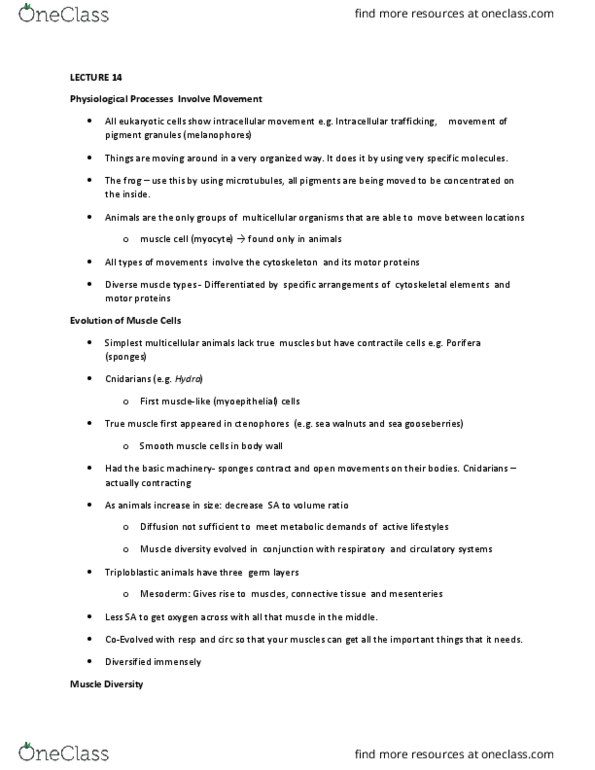 BIO 3303 Lecture Notes - Lecture 14: Myosin Head, Dynein, Myosin thumbnail