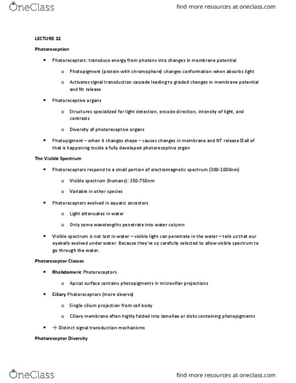 BIO 3303 Lecture Notes - Lecture 12: Chromophore, Signal Transduction, Opsin thumbnail