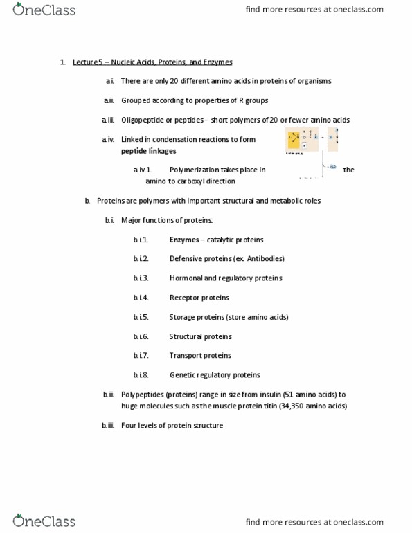 BSC 2010 Lecture Notes - Lecture 5: Hydrogen Bond, Titin, Oligopeptide thumbnail