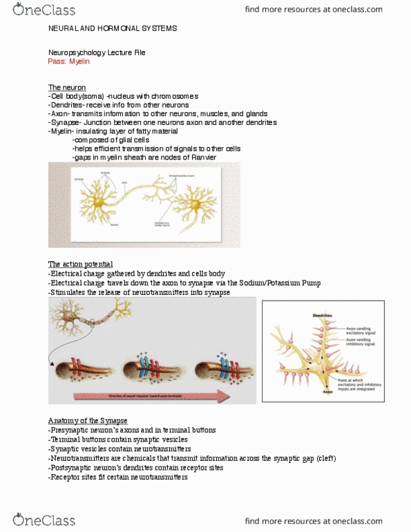 PSY-1200 Lecture Notes - Lecture 3: Electric Charge, Neuroglia, Neuropsychology thumbnail