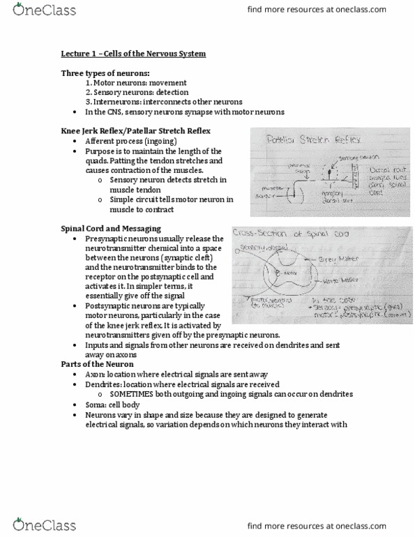 BIOL 313 Lecture Notes - Lecture 1: Neuroglia, Motor Neuron, Myelin thumbnail