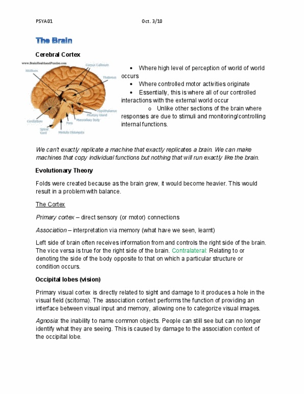 PSYA01H3 Lecture Notes - Visual Cortex, Occipital Lobe, Parietal Lobe thumbnail