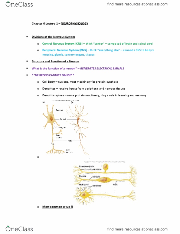 BIOL 2213 Lecture Notes - Lecture 1: Lidocaine, Extracellular Fluid, Electric Potential thumbnail