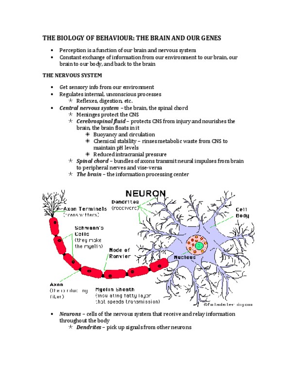 PSYC 2510 Lecture Notes - Transcranial Magnetic Stimulation, Excitatory Postsynaptic Potential, Somatic Nervous System thumbnail