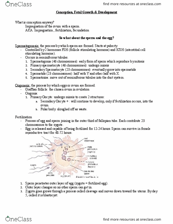 NURS 461 Lecture Notes - Lecture 2: Mesoderm, Endoderm, Human Placental Lactogen thumbnail