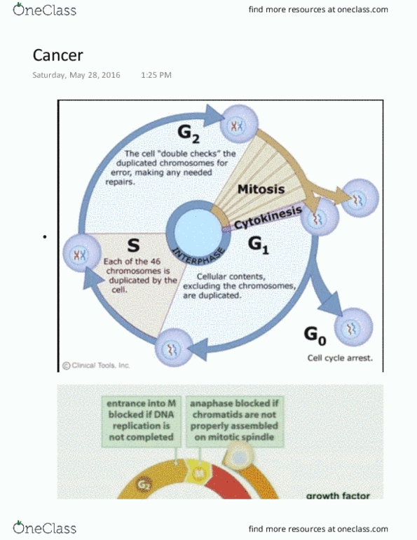 BIOL 202 Lecture Notes - Lecture 14: Chronic Myelogenous Leukemia, Imatinib, Oncogene thumbnail