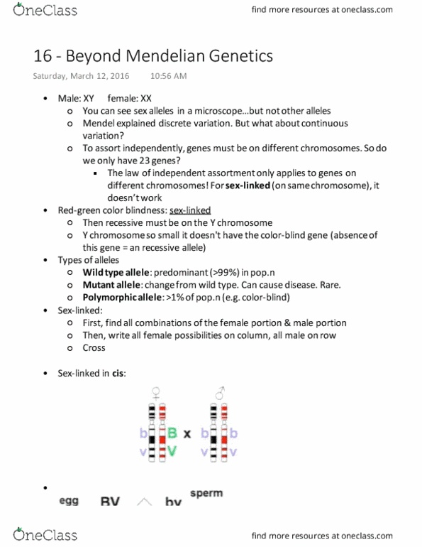 BIOL 112 Lecture Notes - Lecture 16: Mendelian Inheritance, Y Chromosome, Wild Type thumbnail