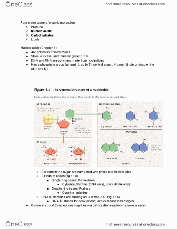 BISC207 Lecture Notes - Lecture 3: Ribose, Ketose, Carboxylic Acid thumbnail