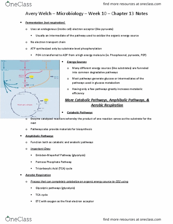 MCB 2610 Chapter Notes - Chapter 13: Nicotinamide Adenine Dinucleotide, Nicotinamide, Adenine thumbnail