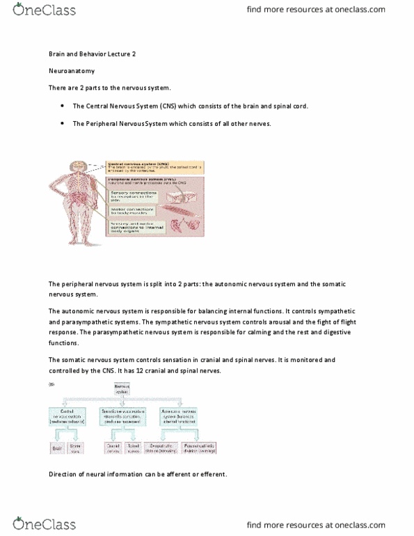 PSY 2301 Chapter Notes - Chapter 2: Hindbrain, Brodmann Area, Thalamus thumbnail