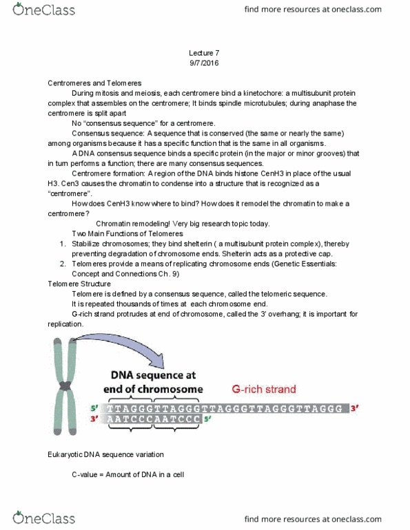 BIOL 313 Lecture Notes - Lecture 7: Centromere thumbnail