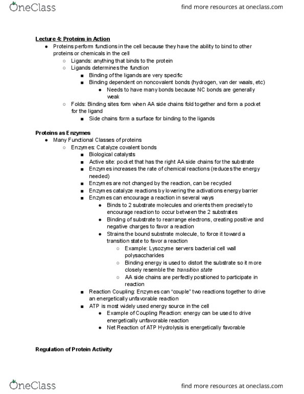 BIOMG 1350 Lecture Notes - Lecture 4: Arginine, Hydrolysis, Lysine thumbnail