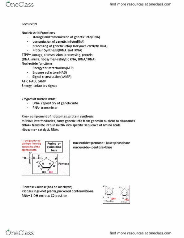 BIOS 452 Lecture Notes - Lecture 20: Ribozyme, Pentose, Signal Transduction thumbnail