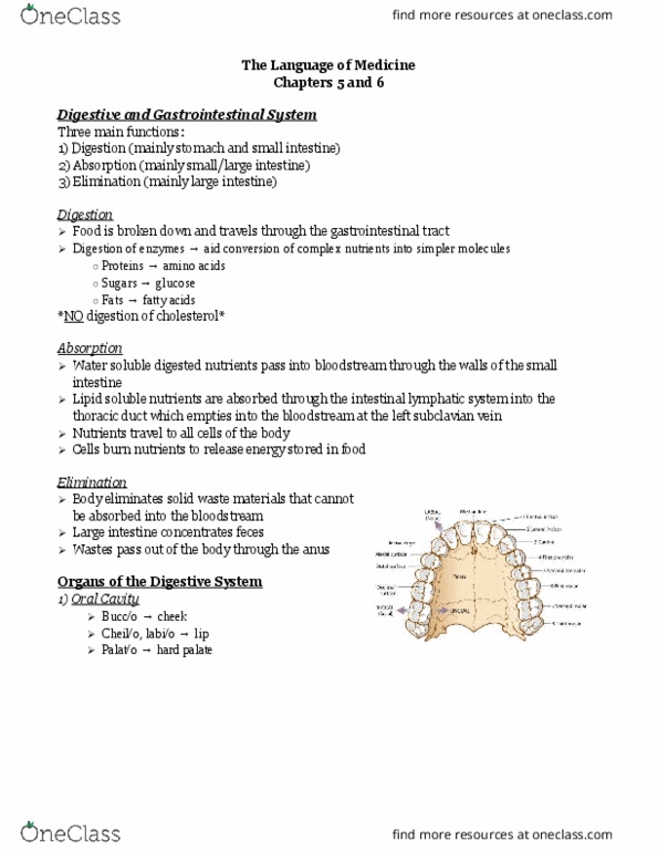 MEDT200 Lecture Notes - Lecture 6: Esophagus, Soft Palate, Subclavian Vein thumbnail
