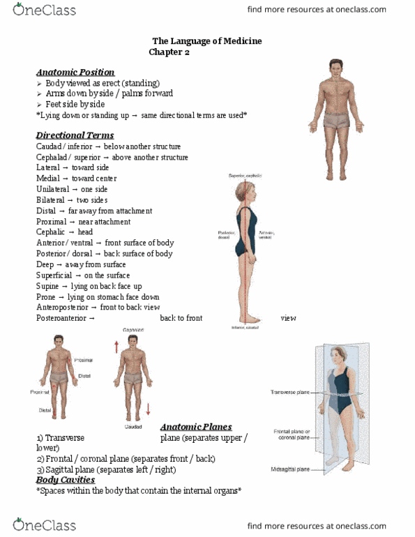 MEDT200 Lecture Notes - Lecture 2: Sagittal Plane, Coronal Plane, Transverse Plane thumbnail