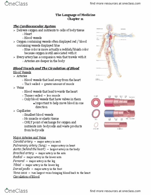 MEDT200 Lecture Notes - Lecture 11: Mitral Valve, Aortic Valve, Cardiac Arrhythmia thumbnail