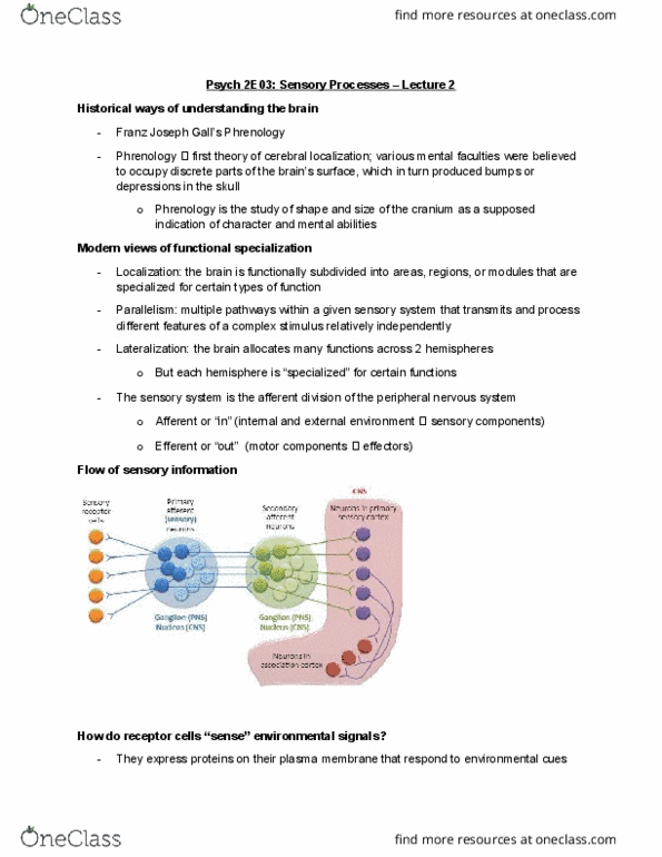 PSYCH 2E03 Lecture Notes - Lecture 2: Resting Potential, Cell Membrane, Peripheral Nervous System thumbnail
