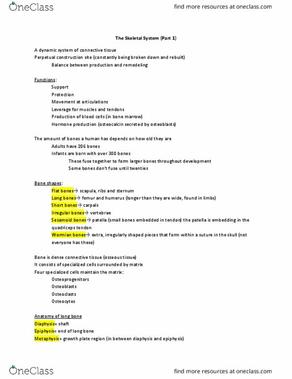 BIOL 129 Lecture Notes - Lecture 3: Wormian Bones, Medullary Cavity, Quadriceps Tendon thumbnail