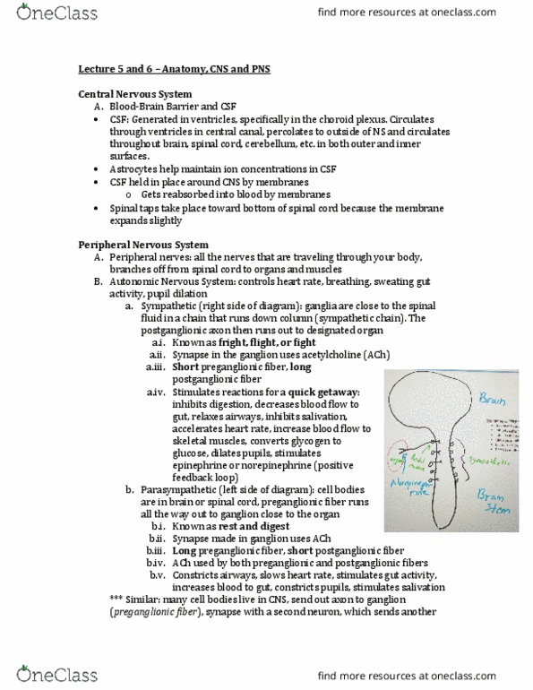 BIOL 313 Lecture Notes - Lecture 3: Choroid Plexus, Peripheral Nervous System, Autonomic Nervous System thumbnail