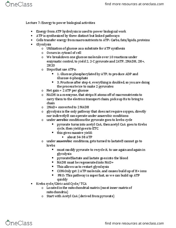 HHP 3500 Lecture Notes - Lecture 7: Acetyl-Coa, Oxidative Phosphorylation, Mitochondrial Matrix thumbnail