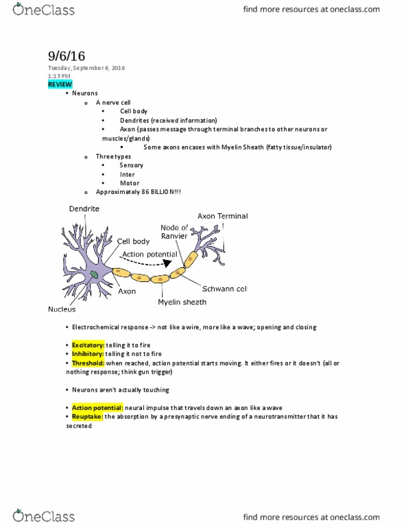PSYC 111 Lecture Notes - Lecture 3: Central Nervous System, Peripheral Nervous System, Parasympathetic Nervous System thumbnail
