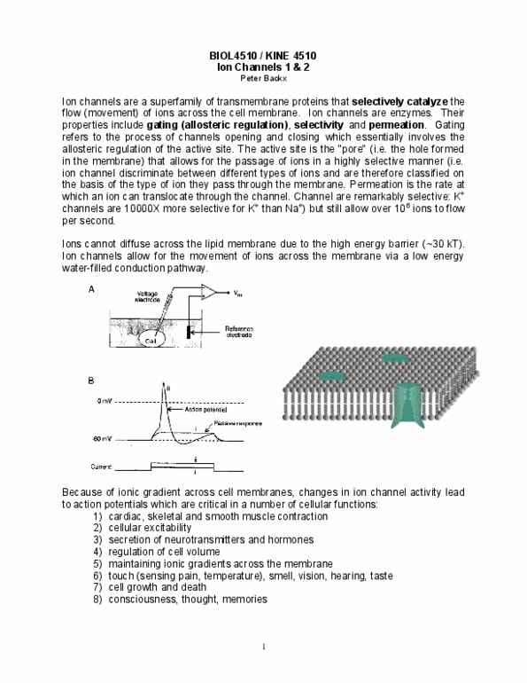 BIOL 4510 Lecture Notes - Cardiac Action Potential, Ion Channel, Mechanosensitive Channels thumbnail