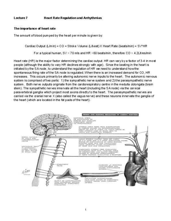 BIOL 4510 Lecture Notes - Atrioventricular Node, Paravertebral Ganglia, Purkinje Fibers thumbnail