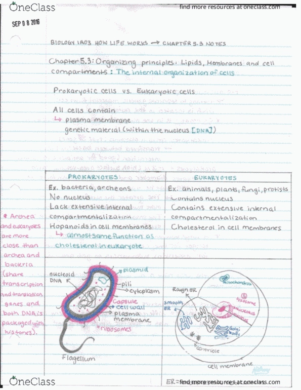 BIOLOGY 1A03 Chapter Notes - Chapter 5.3: Royal College Of Music, Antimicrobial Resistance, Cell Membrane thumbnail