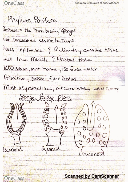 BIOL 321 Lecture 1: phylum porifera thumbnail