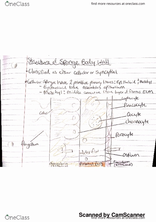 BIOL 321 Lecture 2: structure of sponge body wall thumbnail