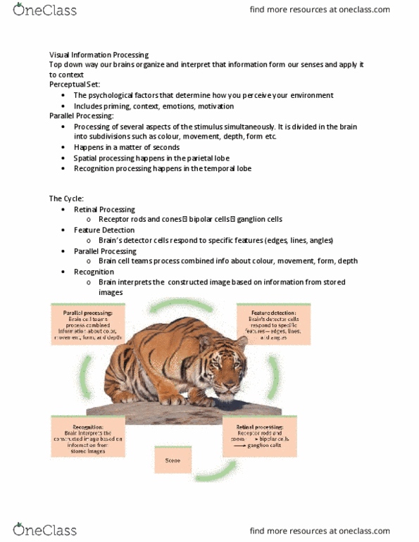 PSY 1101 Chapter Notes - Chapter 6.2: Parietal Lobe, Temporal Lobe, Visual Cortex thumbnail