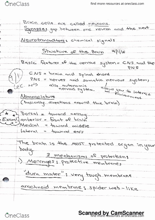 A PSY 214 Lecture 1: biopsych notes day 1 thumbnail