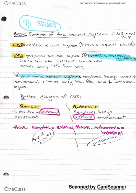 A PSY 214 Lecture 2: biopsych notes day 2 thumbnail