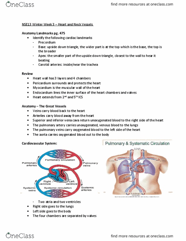 NSE 13A/B Lecture Notes - Lecture 3: Pulmonary Valve, Heart Valve, Superior Vena Cava thumbnail