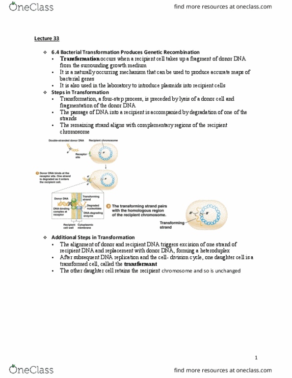 BIO SCI 97 Lecture Notes - Lecture 34: Growth Medium, Chromosome, Heteroduplex thumbnail