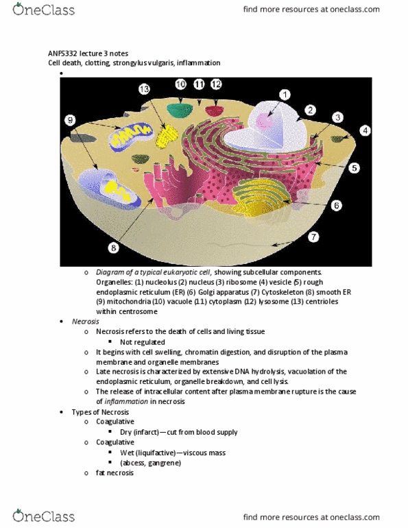 ANFS332 Lecture Notes - Lecture 3: Globulin, Hemostasis, Haemophilia C thumbnail