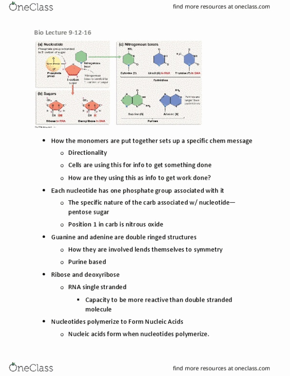 BIOL 1107 Lecture Notes - Lecture 5: Peptidoglycan, Chitin, Amylopectin thumbnail