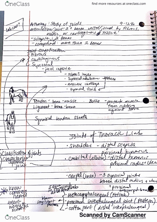 ANEQ 105 Lecture 3: Joints,Hoof,Teeth thumbnail