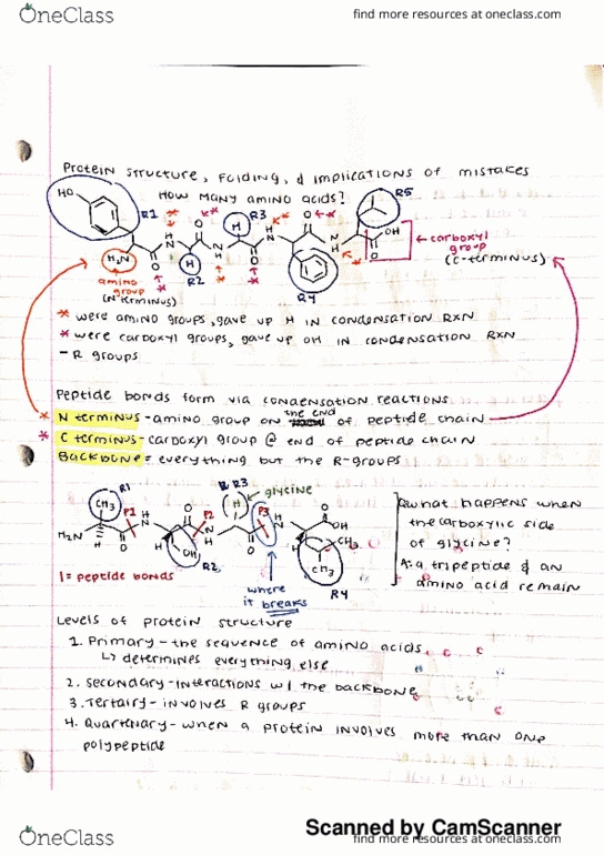 BIO-0013 Lecture 3: Protein Structure, Folding, and the Implications of Mistakes thumbnail