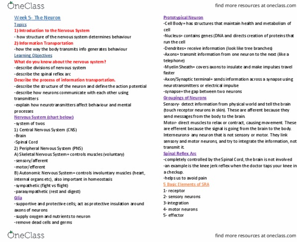 PSYC 100 Lecture Notes - Lecture 5: Reuptake, Central Nervous System, Stretch Reflex thumbnail